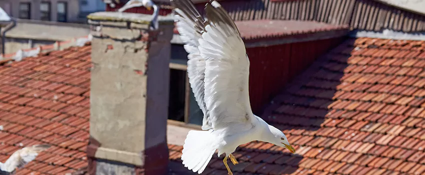 Residential Chimney Animal Removal Solution in Tonawanda, NY