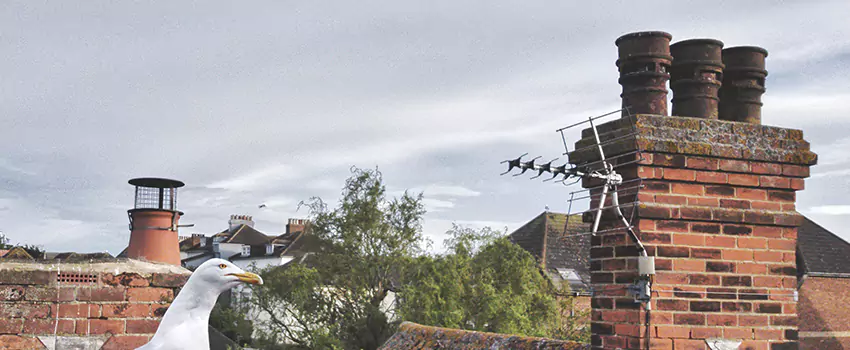 Chimney Cleaning And Restoration in Tonawanda, New York